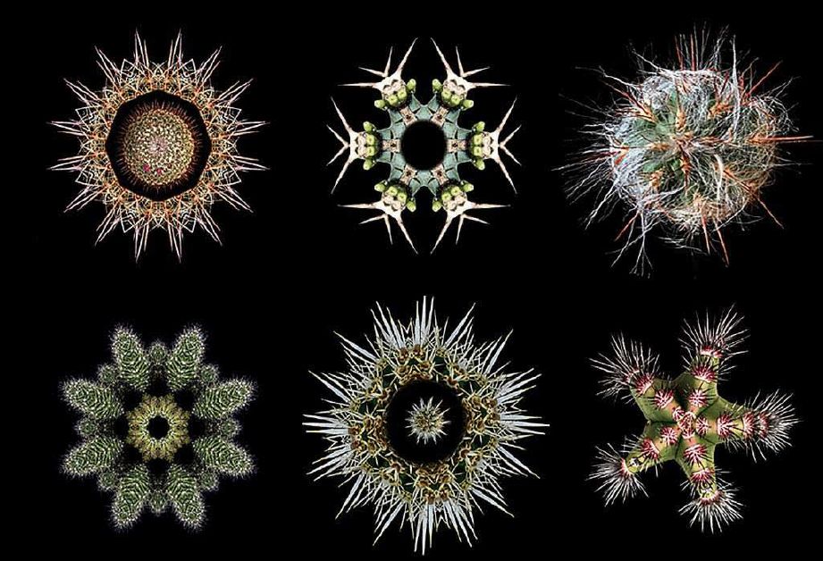 Cacti